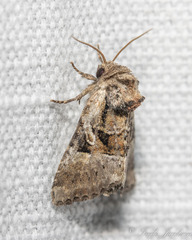 Meropleon ambifusca