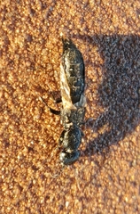 Creophilus maxillosus