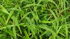 Urochloa fusca