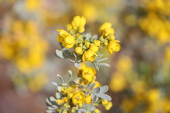 Senna artemisioides alicia