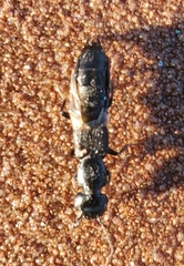 Creophilus maxillosus