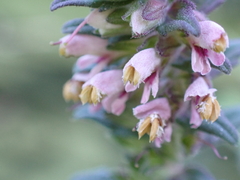 Odontites vulgaris