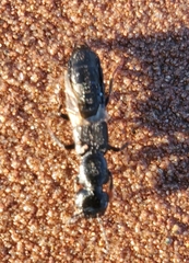 Creophilus maxillosus