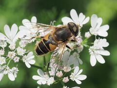 Eristalis nemorum