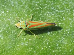 Graphocephala fennahi