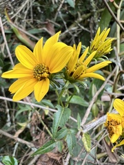 Bidens rubifolia