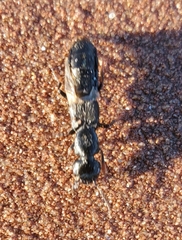 Creophilus maxillosus