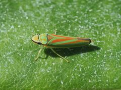 Graphocephala fennahi