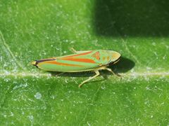 Graphocephala fennahi