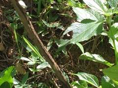 Notocrypta paralysos varians