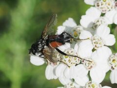 Eriothrix rufomaculata