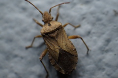 Anoplocerus luteus