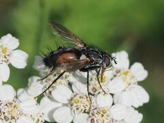 Eriothrix rufomaculata