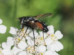 Eriothrix rufomaculata