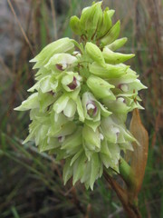 Orthochilus foliosus