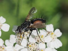 Eriothrix rufomaculata