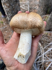 Agaricus julius
