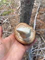 Agaricus julius