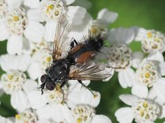 Eriothrix rufomaculata