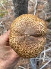 Agaricus julius