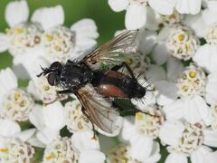 Eriothrix rufomaculata