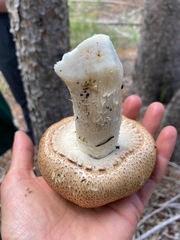 Agaricus julius