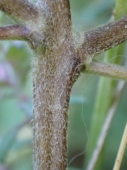 Odontites vulgaris