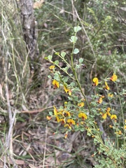 Bossiaea rhombifolia