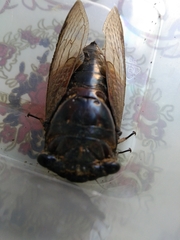 Cryptotympana albolineata