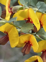 Bossiaea rhombifolia