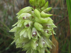 Orthochilus foliosus