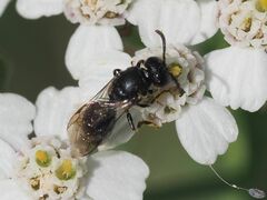 Hylaeus