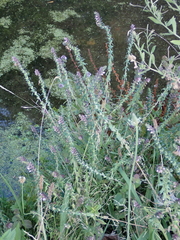Odontites vulgaris