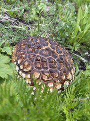 Calbovista subsculpta