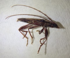 Coptocercus rubripes