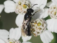 Hylaeus