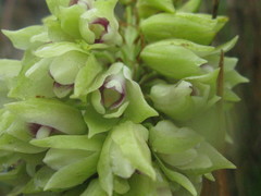 Orthochilus foliosus