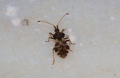 Centrocoris spiniger