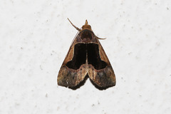Abacena accincta