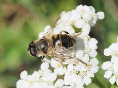 Eristalis tenax