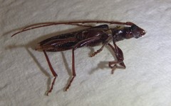 Coptocercus rubripes