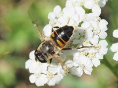Eristalis tenax