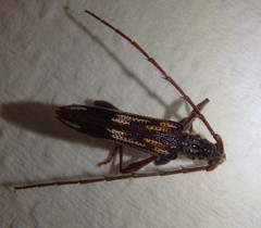 Coptocercus rubripes