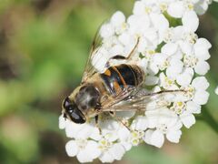 Eristalis tenax