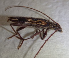 Coptocercus rubripes