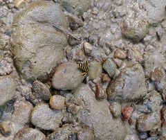 Vespula alascensis