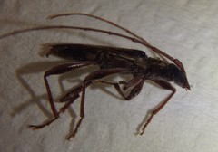 Coptocercus rubripes