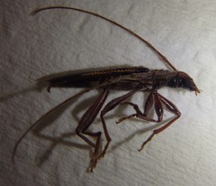 Coptocercus rubripes