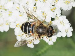 Eristalis nemorum