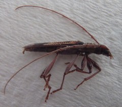 Coptocercus rubripes
